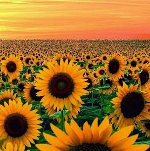 Meet your Posher, Dan